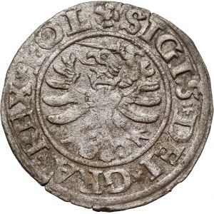 Zygmunt I Stary, szeląg 1530, Gdańsk