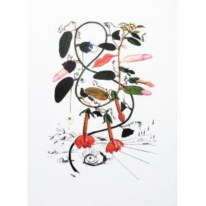 Salvador Dalí (1904 - 1989), Flora Dalinae (FlorDali), Cobaea (Pisum Sensuale).