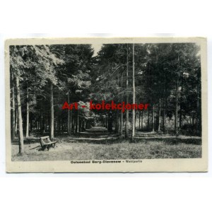 Dziwnów - Dievenow - Waldpartie