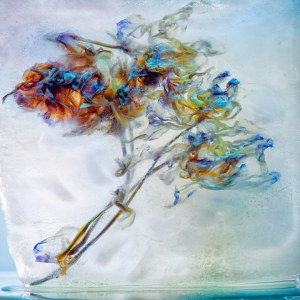 Szymon Kobusiński, Flores #2