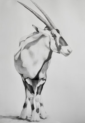 Marcelina ZAWADOWSKA (b. 2000), Oryx, 2022