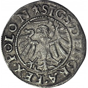 RR-. Zygmunt I Stary, Szeląg 1538 Gdańsk, korona z kwiatowymi fleuronami, błąd SIGS