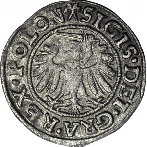 R-. Zygmunt I Stary, Szeląg 1539 Gdańsk, korona z dużym fleuronami, R3