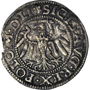 RR-. Zygmunt II August, Szeląg 1550 Gdańsk R4