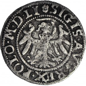 RR-. Zygmunt II August, Szeląg 1551 Gdańsk R4