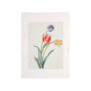 Unknown painter of the Empire, Study of tulips