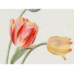 Unknown painter of the Empire, Study of tulips