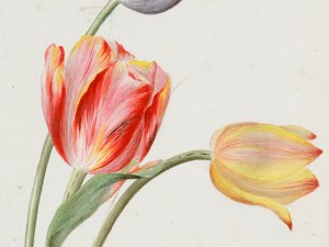 Peintre inconnu de l'Empire, Étude de tulipes