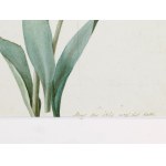 Unknown painter of the Empire, Study of tulips
