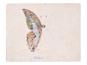 Artist early 20th century, Butterfly study