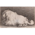 VÁCLAV HOLLAR (CZECH / BOHEMIAN 1607 - 1677) - The Bolognese Dog (by Adriaen Matham)