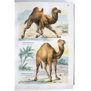 LAMPERT Kurt - Atlante dello stato animale. 819 incisioni multicolori su 96 tavole, 316 pagine di testo con 162 xilografie. Legatura...