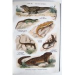 LAMPERT Kurt - Atlante dello stato animale. 819 incisioni multicolori su 96 tavole, 316 pagine di testo con 162 xilografie. Legatura...
