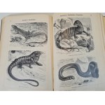 MARSHALL William - ATLAS OBRAZKOWY ZOOLOGII RYB, PŁAZÓW I GADÓW / Bilder-Atlas Zur Zoologie Der Fische, Lurche Und Kriechtiere z 208 drzeworytami, wyd. 1898