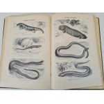 MARSHALL William - ATLAS OBRAZKOWY ZOOLOGII RYB, PŁAZÓW I GADÓW / Bilder-Atlas Zur Zoologie Der Fische, Lurche Und Kriechtiere z 208 drzeworytami, wyd. 1898