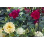 Anna Pszonka (née en 1989 à Krosno), Premières roses, 2023