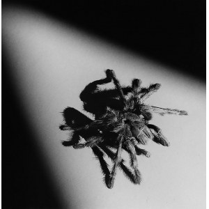 ROBERT MAPPLETHORPE, Tarantola
