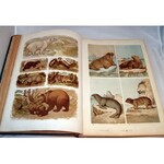 HAYEK- WIELKI ATLAS DO ZOOLOGII, BOTANIKI I MINERALOGII wyd.1887