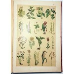 KOZŁOWSKI- HISTORYA NATURALNA wyd.1906 barwne chromolitografie