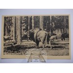 Pszczyna, Pless, Pszczyna forests, bison, ca. 1920