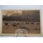 Pszczyna, Pless, Pszczyna forests, deer, circa 1920.