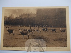 Pszczyna, Pless, les Pszczyna, jelen, asi 1920