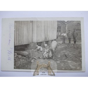 Częstochowa, I wojna światowa, chlewik, wojsko, 1916