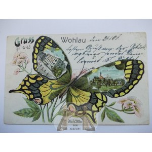 Wołów, Wohlau, litografia, motyl, 1907