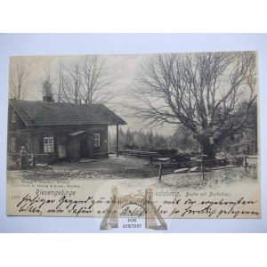 Kowary, Schmiedeberg, Buche, 1899