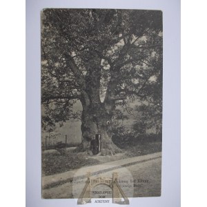 Kadyny, Cadinen, 1000 letni dąb 1918