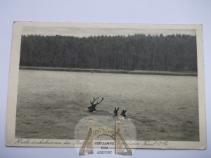 Mazury, Elblągský kanál, jelen přechází jezero 1943