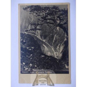 Pieniny, limba na szczycie Sokolicy ok. 1935