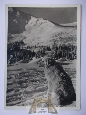 Tatra Mountains, sheepdog, published by Ksiuążnica Atlas 1938