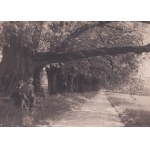 [PODHORCE] Inventory of the movables of the Podhorce Castle, together with a handwritten card catalog, compiled by Julia and Rudolf Mękicki in 1939. Collection of documents, correspondence, photographs, ephemeral prints related to the restoration of objec