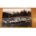 Kazimierz Kawulak zestaw 6 fotografii /4.