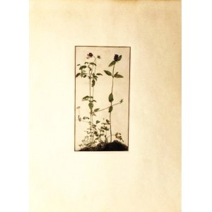 Albrecht DÜRER (1471-1528), „Pansy, Primrose i Pied-d’Alouette” - Bratek, pierwiosnek i ostróżka