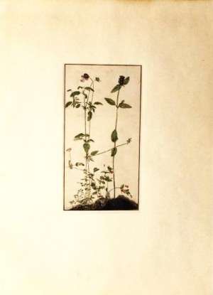 Albrecht DÜRER (1471-1528), „Pansy, Primrose i Pied-d’Alouette” - Bratek, pierwiosnek i ostróżka