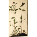 Albrecht DÜRER (1471-1528), „Pansy, Primrose i Pied-d’Alouette” - Bratek, pierwiosnek i ostróżka