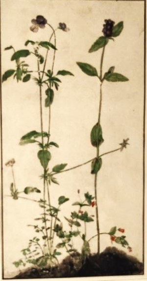 Albrecht DÜRER (1471-1528), „Pansy, Primrose i Pied-d’Alouette” - Bratek, pierwiosnek i ostróżka
