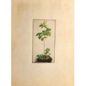 Albrecht DÜRER (1471-1528),„Columbine” - Orlik