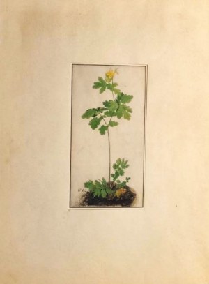 Albrecht DÜRER (1471-1528),„Columbine” - Orlik