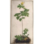Albrecht DÜRER (1471-1528),„Columbine” - Orlik