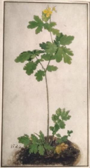 Albrecht DÜRER (1471-1528),„Columbine” - Orlik