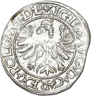 Sigismund II Augustus, half-penny 1566, Tykocin, L/LIT, Jastrzębiec