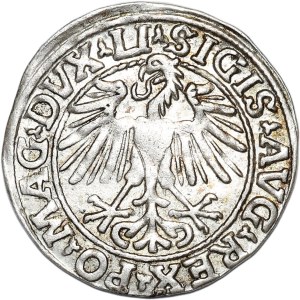 Sigismund II Augustus, half-penny 1548, Vilnius - LI/LITVA
