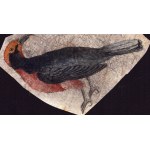 Six sheets with studies of various birds, Anonymous artist late 18th century
