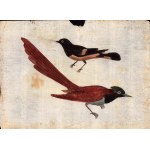 Six sheets with studies of various birds, Anonymous artist late 18th century