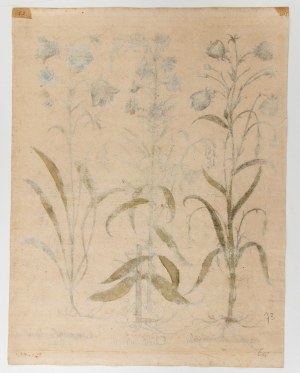 Basilius Besler (Norimberga 1561 - Norimberga 1629), Chamaenerion
