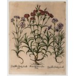 Basilius Besler (Norimberga 1561 - Norimberga 1629), Amerius pleno rubro flore