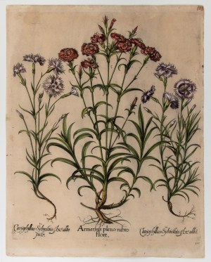 Basilius Besler (Norimberga 1561 - Norimberga 1629), Amerius pleno rubro flore